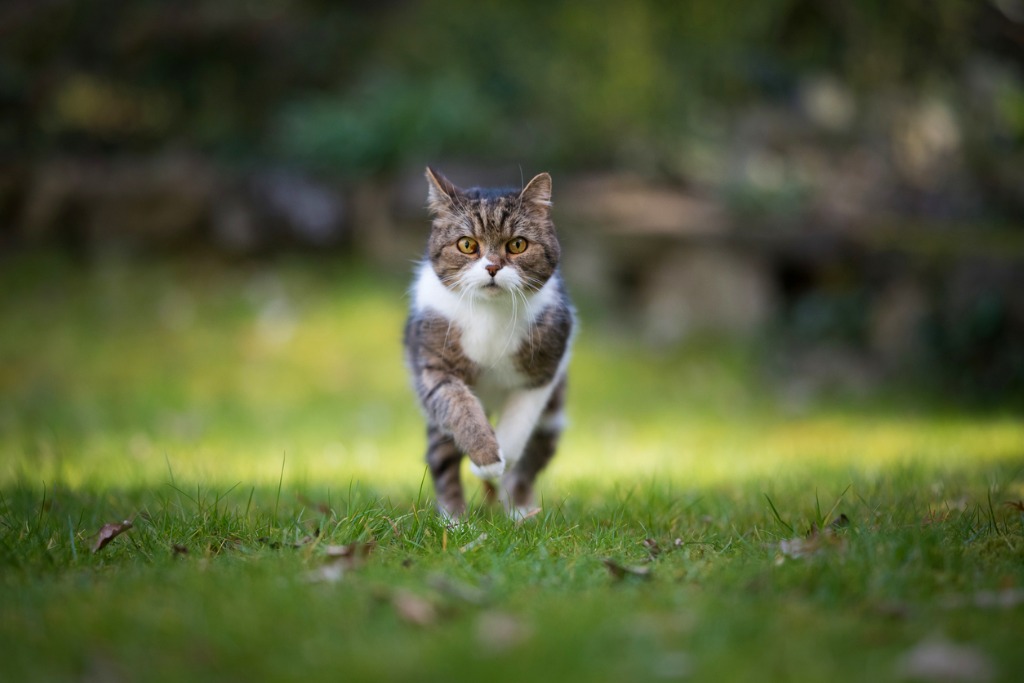 Whiskers Animal Rescue & Sanctuary (W.A.R.S.)